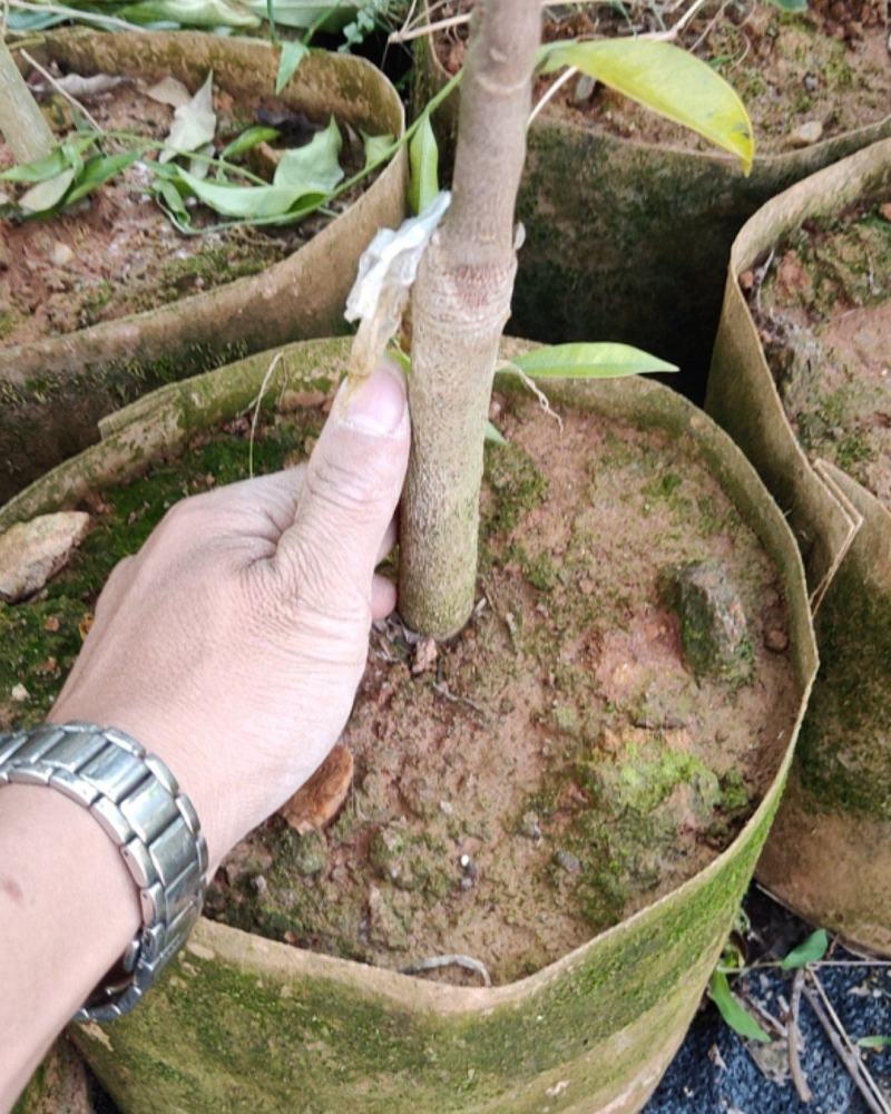 沉香，奇楠，电白沉香奇楠，各种绿奇，包结香包回收