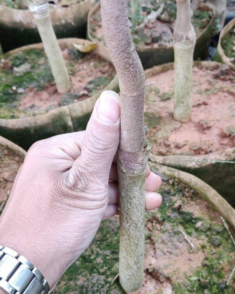 沉香，奇楠，电白沉香奇楠，各种绿奇，包结香包回收