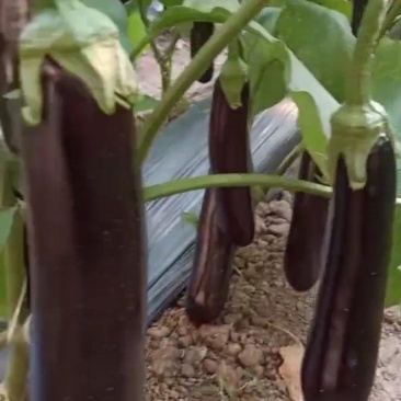 茄子茄子