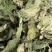 桑叶【包邮】三斤起发货可批量可零售量大从优