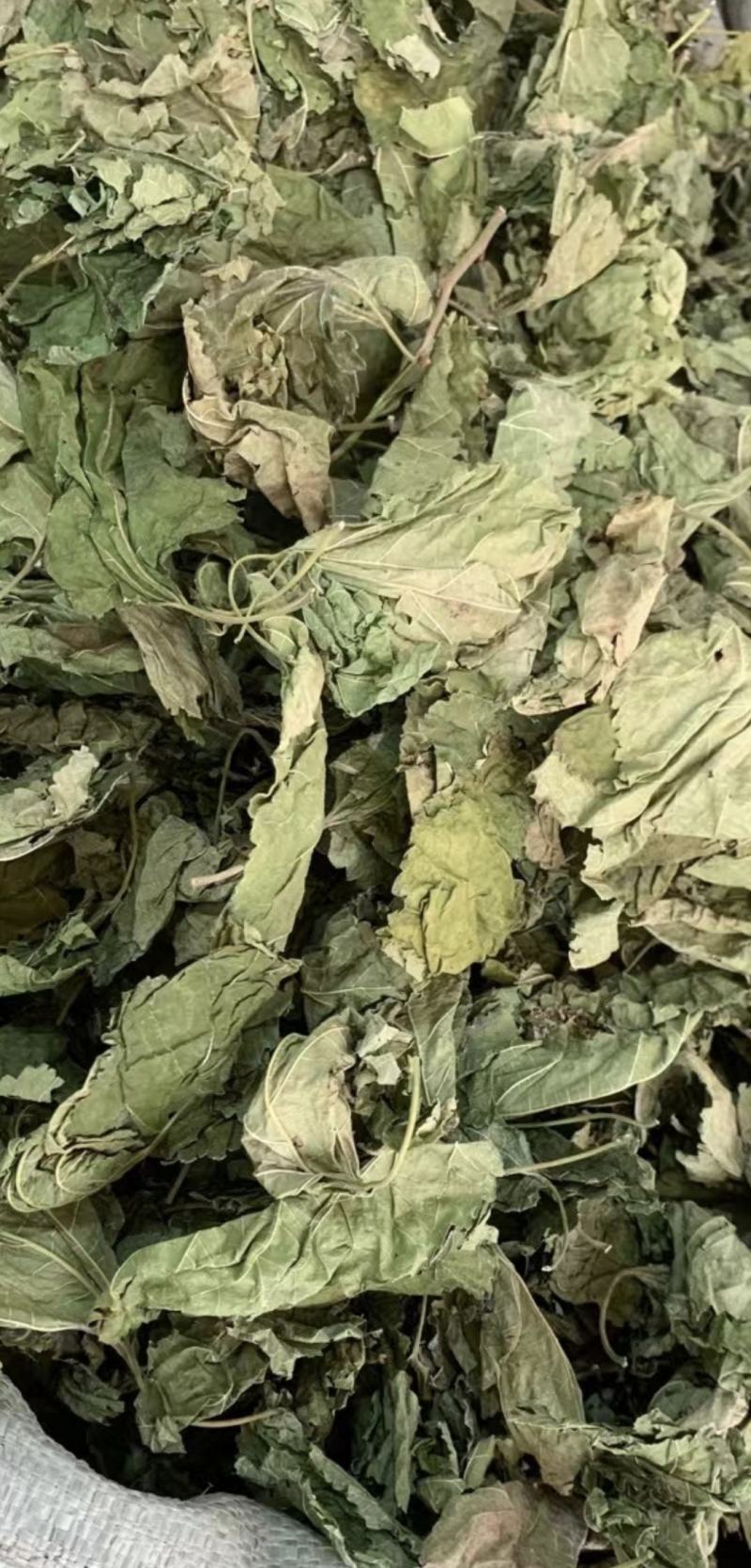 桑叶【包邮】三斤起发货可批量可零售量大从优