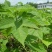 5～30公分构树低价处理量大从优大型苗木基地直发根系发达