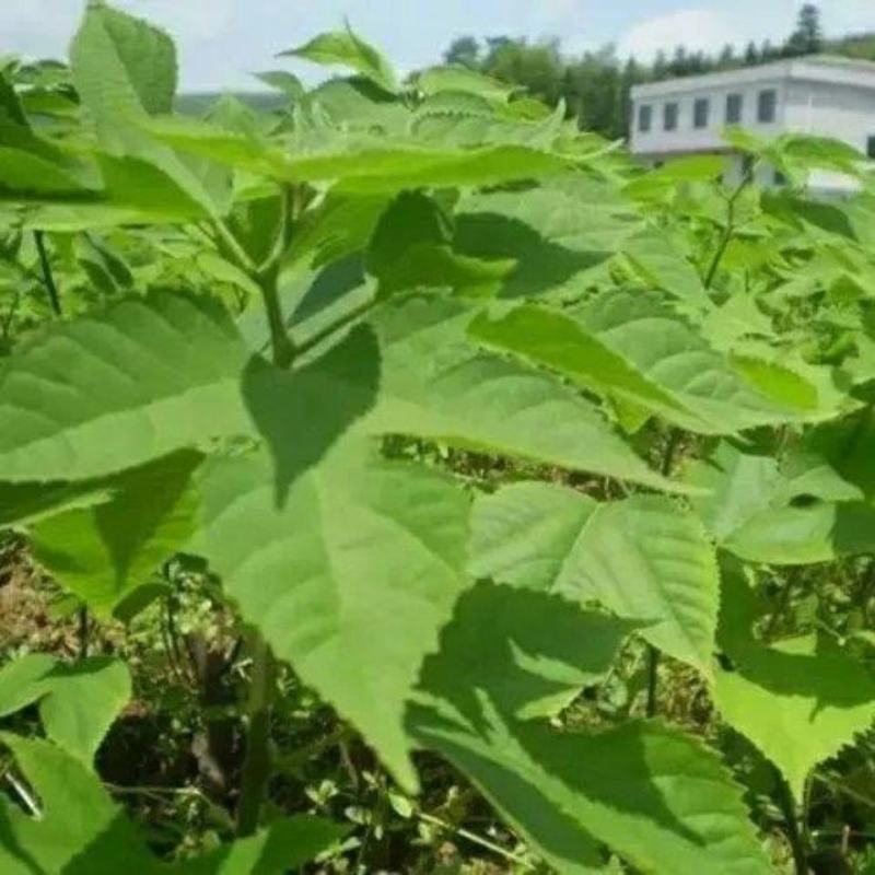 5～30公分构树低价处理量大从优大型苗木基地直发根系发达