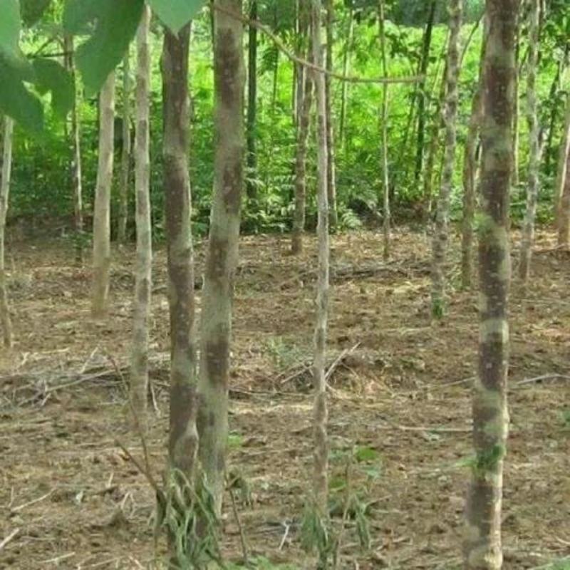 5～30公分构树低价处理量大从优大型苗木基地直发根系发达