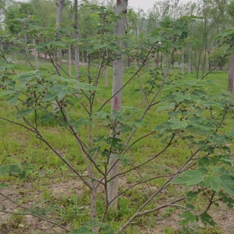 5～30公分构树低价处理量大从优大型苗木基地直发根系发达