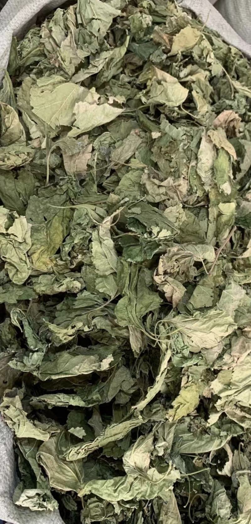 桑叶【包邮】三斤起发货可批量可零售量大从优