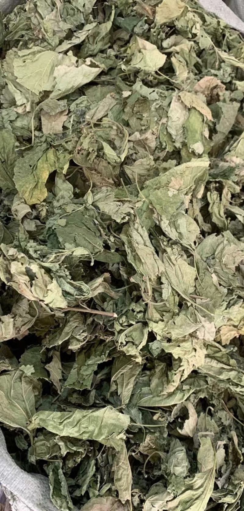 桑叶【包邮】三斤起发货可批量可零售量大从优