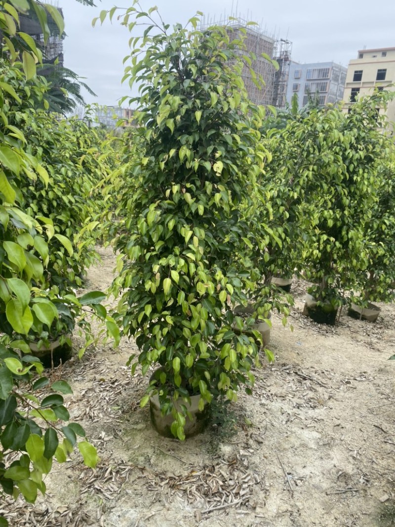 垂叶榕高度1米-2.5米高支持视频看货欢迎联系