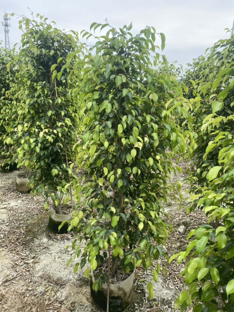 垂叶榕高度1米-2.5米高支持视频看货欢迎联系
