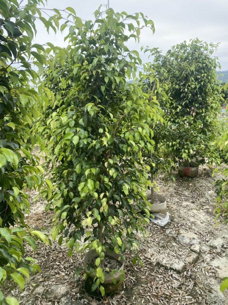 垂叶榕高度1米-2.5米高支持视频看货欢迎联系