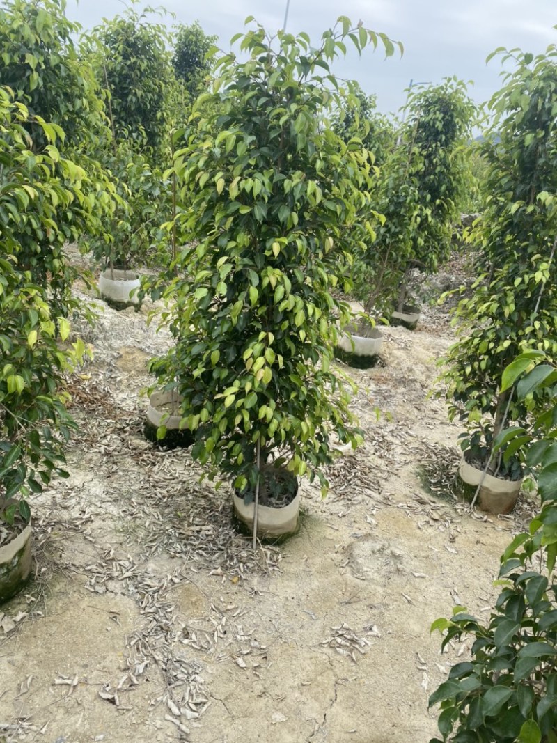 垂叶榕高度1米-2.5米高支持视频看货欢迎联系