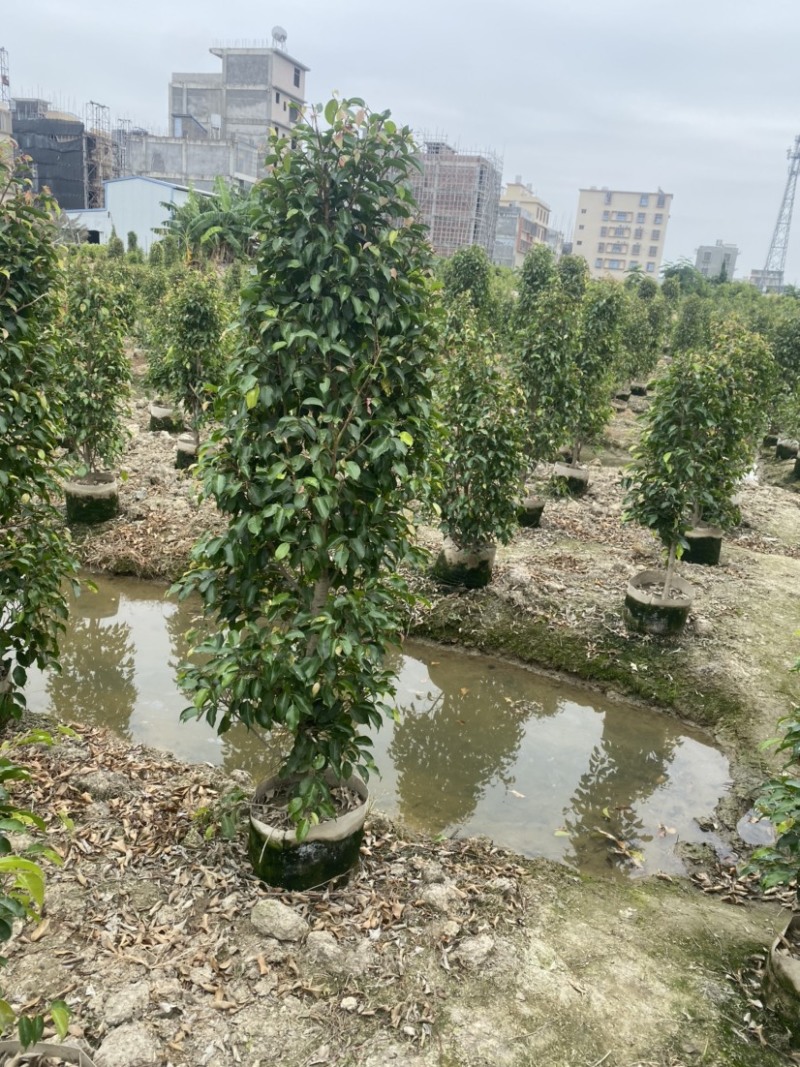 垂叶榕高度1米-2.5米高支持视频看货欢迎联系