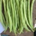 【代办蔬菜】四季豆10~15cm货源充足，量大从优
