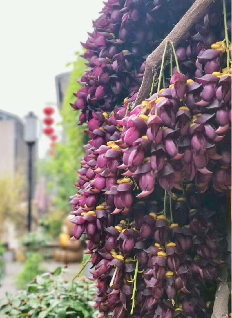 油麻藤种子牛麻藤长春油麻藤四季常绿藤本植物护坡固土