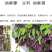 油麻藤种子牛麻藤长春油麻藤四季常绿藤本植物护坡固土