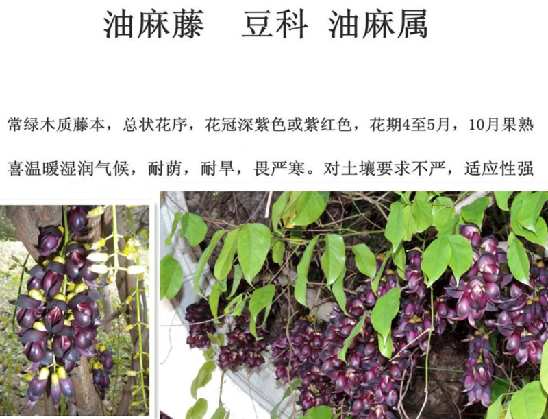 油麻藤种子牛麻藤长春油麻藤四季常绿藤本植物护坡固土