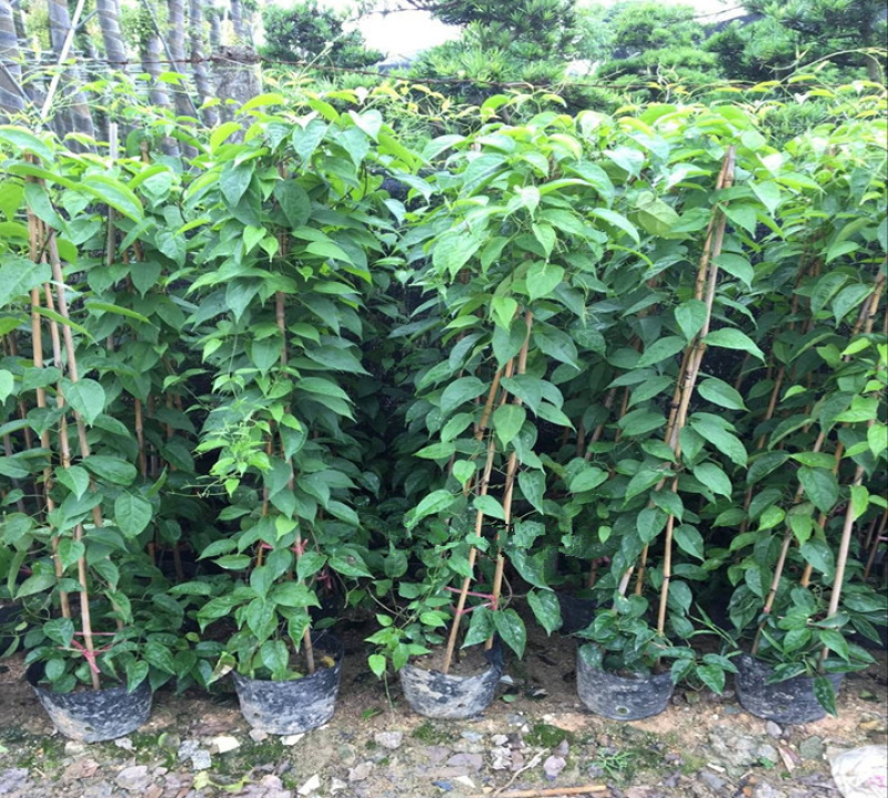 油麻藤种子牛麻藤长春油麻藤四季常绿藤本植物护坡固土