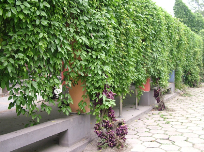 油麻藤种子牛麻藤长春油麻藤四季常绿藤本植物护坡固土
