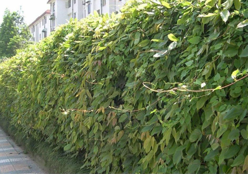 油麻藤种子牛麻藤长春油麻藤四季常绿藤本植物护坡固土