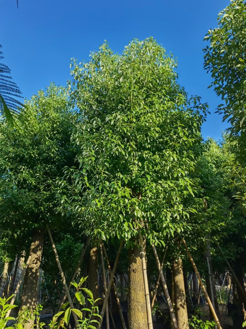 香樟5-10-12-18公分支持视频看货欢迎联系