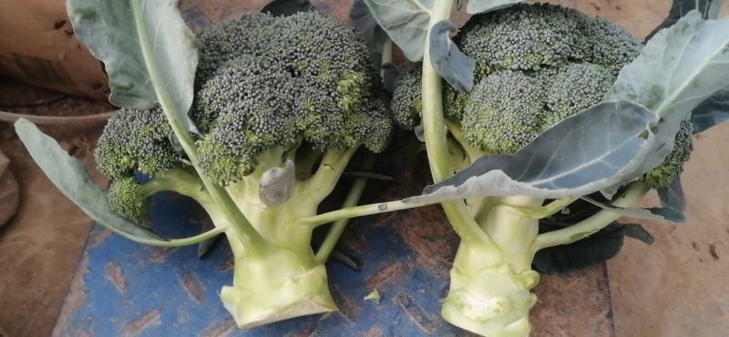 西兰花上市了，今年湖北西兰花品质好，标准高