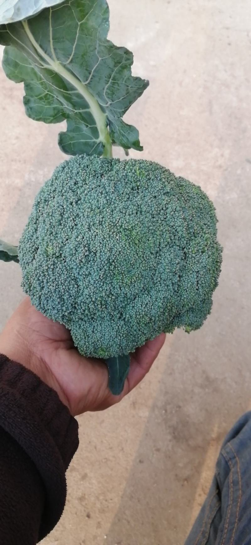 西兰花上市了，今年湖北西兰花品质好，标准高