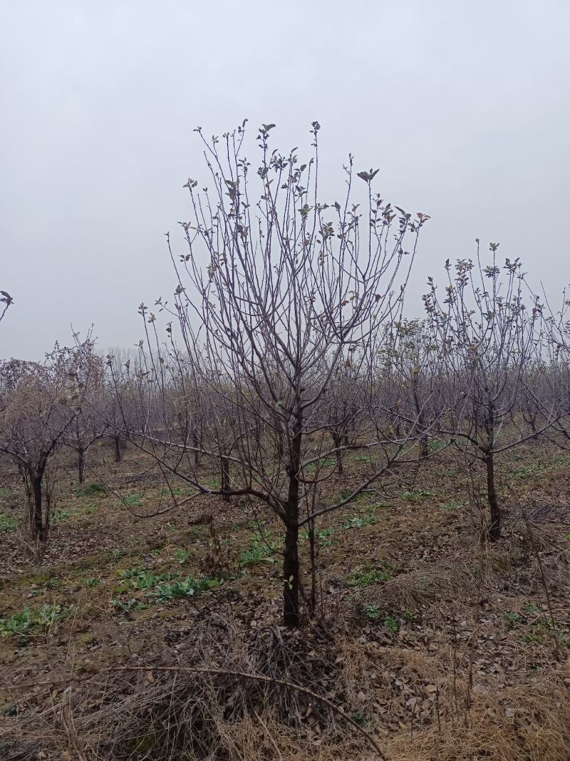 八棱海棠123小苹果