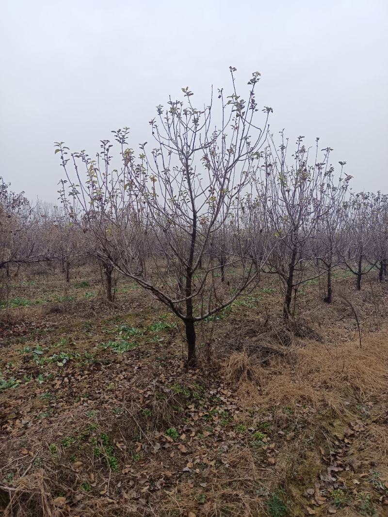 八棱海棠123小苹果