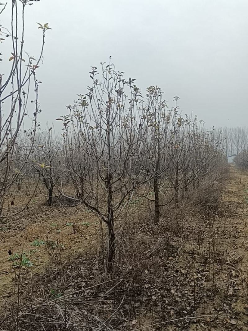 八棱海棠123小苹果