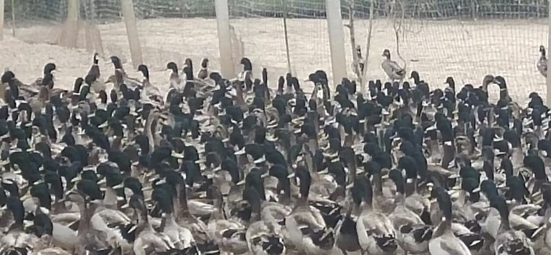 绿头水鸭长年有货江苏养殖基地直供对接全国客户欢迎咨询