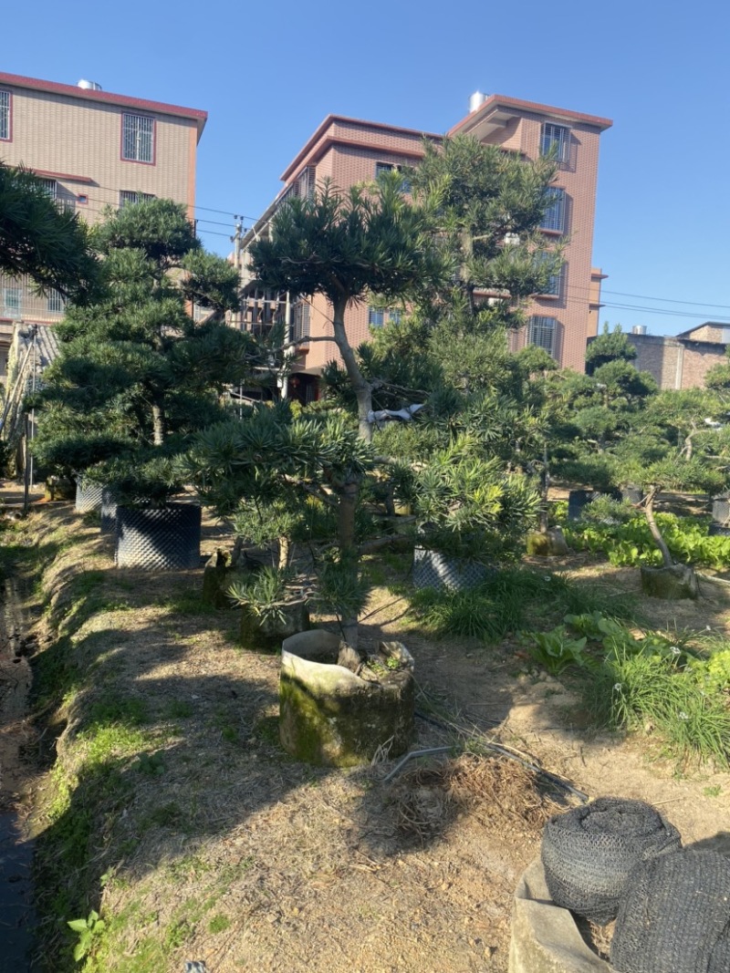 造型罗汉松各种规格齐全支持视频看货欢迎联系
