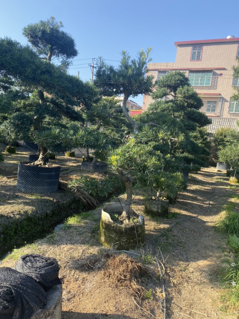 造型罗汉松各种规格齐全支持视频看货欢迎联系