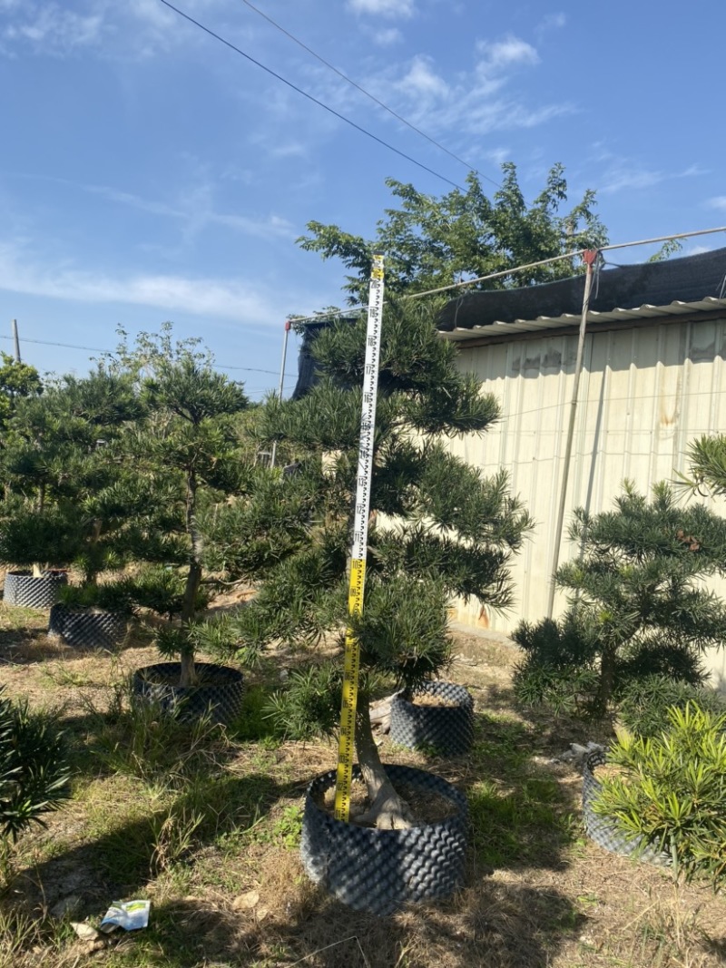 造型罗汉松各种规格齐全支持视频看货欢迎联系