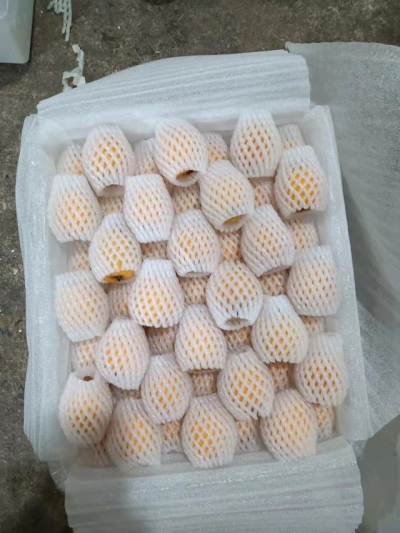【高碑店新发地-乐航商贸】大五星枇杷