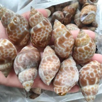 北部湾单冻香螺，价格连美，品质鲜美，工厂直销，大众适用