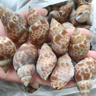 北部湾单冻香螺,价格连美,品质鲜美,工厂直销,大众适用