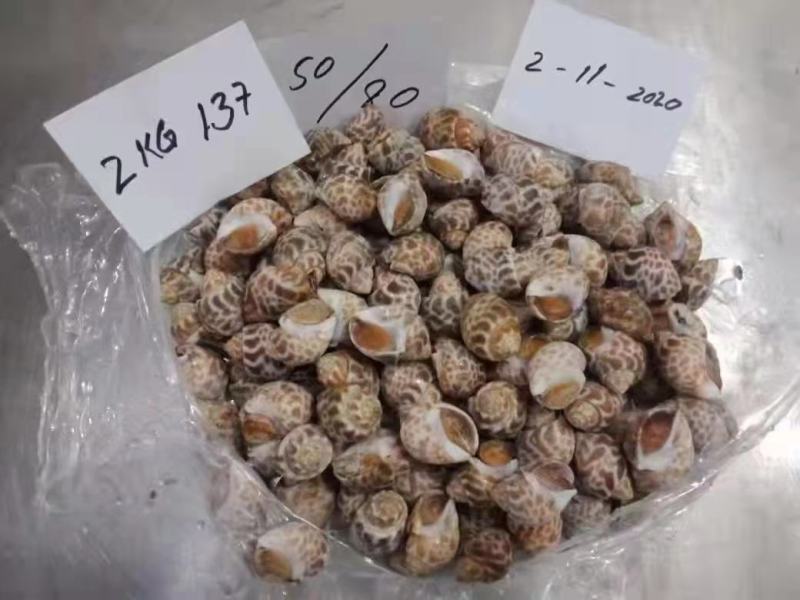 北部湾单冻香螺，价格连美，品质鲜美，工厂直销，大众适用