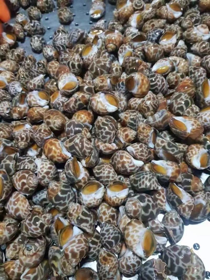 北部湾单冻香螺，价格连美，品质鲜美，工厂直销，大众适用