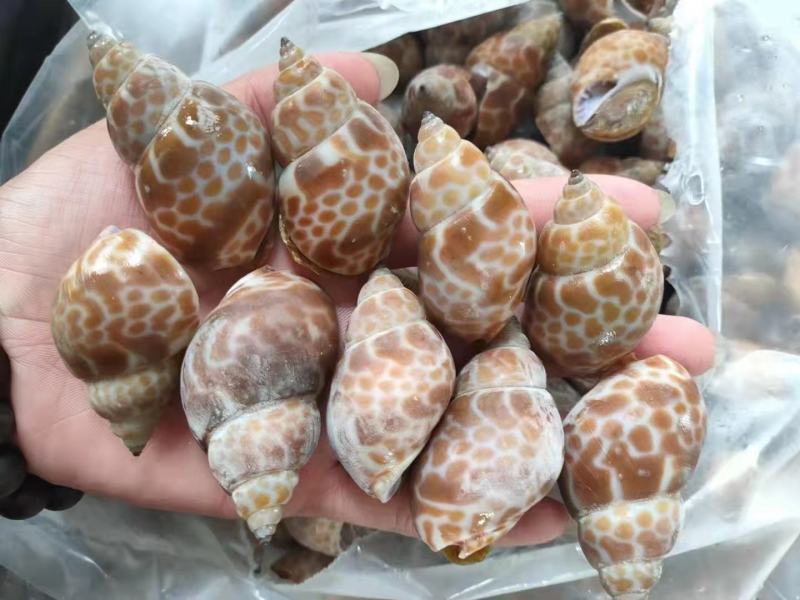 北部湾单冻香螺，价格连美，品质鲜美，工厂直销，大众适用