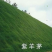 紫羊茅草种冷季型草坪种子庭院草坪道路护坡固堤保土量大优惠