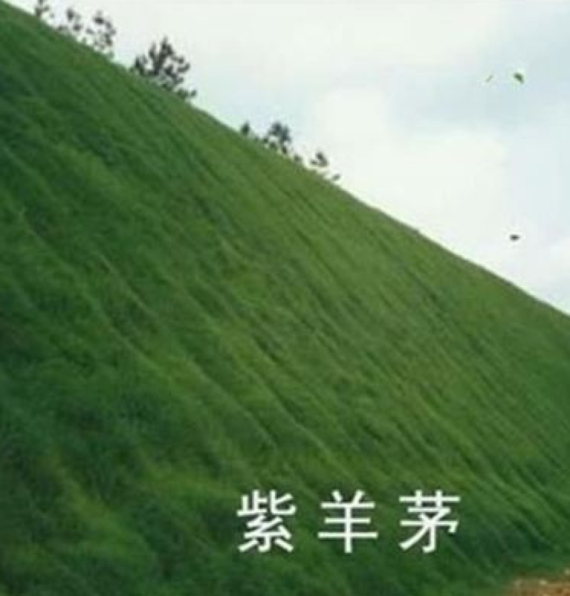 紫羊茅草种冷季型草坪种子庭院草坪道路护坡固堤保土量大优惠