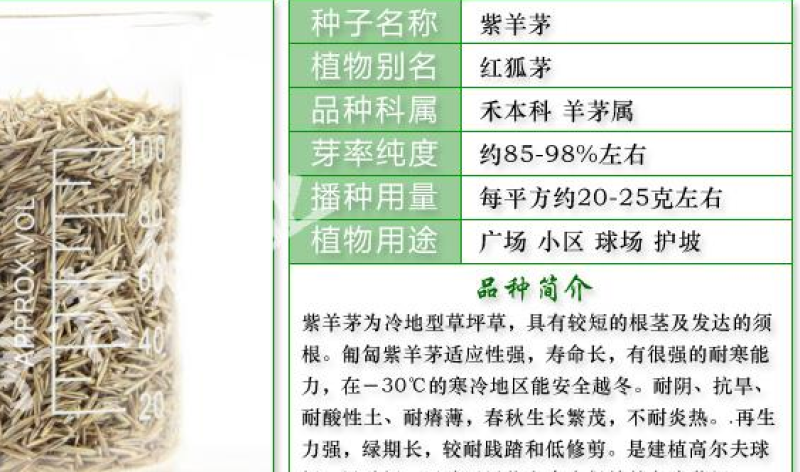 紫羊茅草种冷季型草坪种子庭院草坪道路护坡固堤保土量大优惠