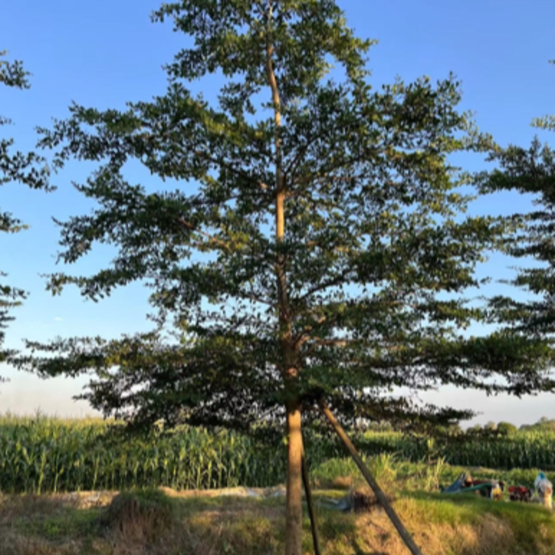 小叶榄仁，各种规格齐全。这则视频看货欢迎联系