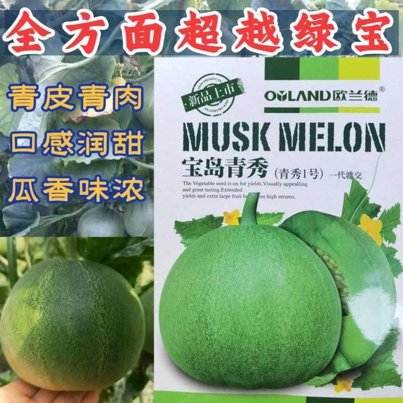 宝岛青秀绿宝甜瓜种子高品质绿皮绿肉口感酥脆基地专用