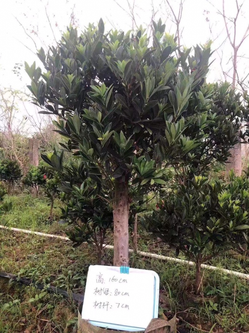 杜鹃花茶树