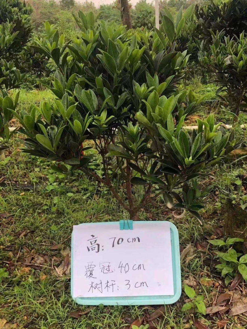 杜鹃花茶树