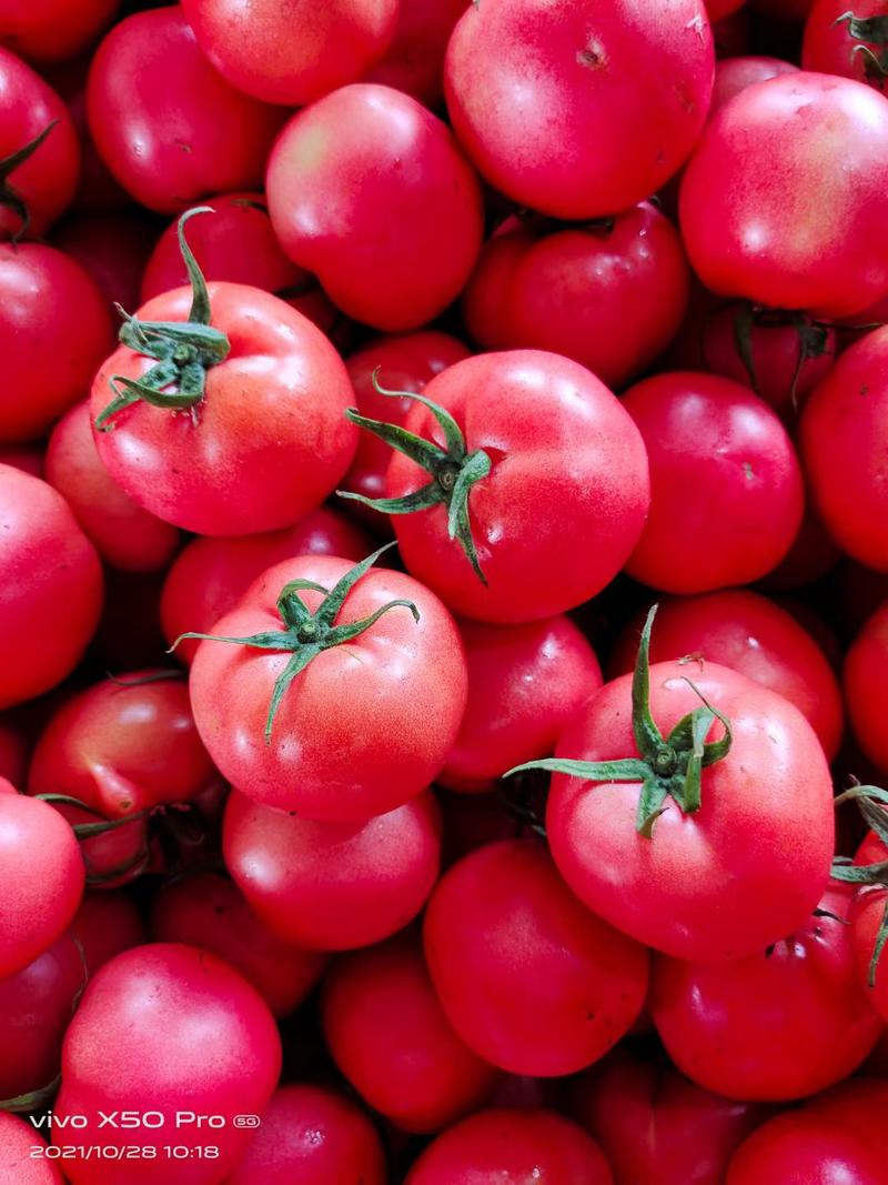 山东硬粉西红柿产地一手货源代发全国对接商超