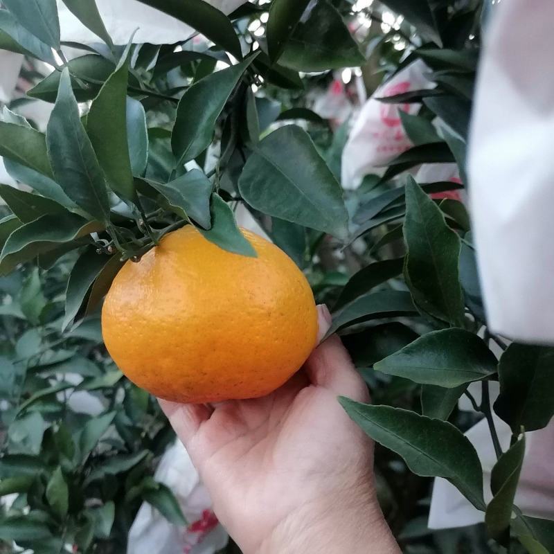 彭山区黄丰镇自然熟耙耙柑己经成熟有需要的联系