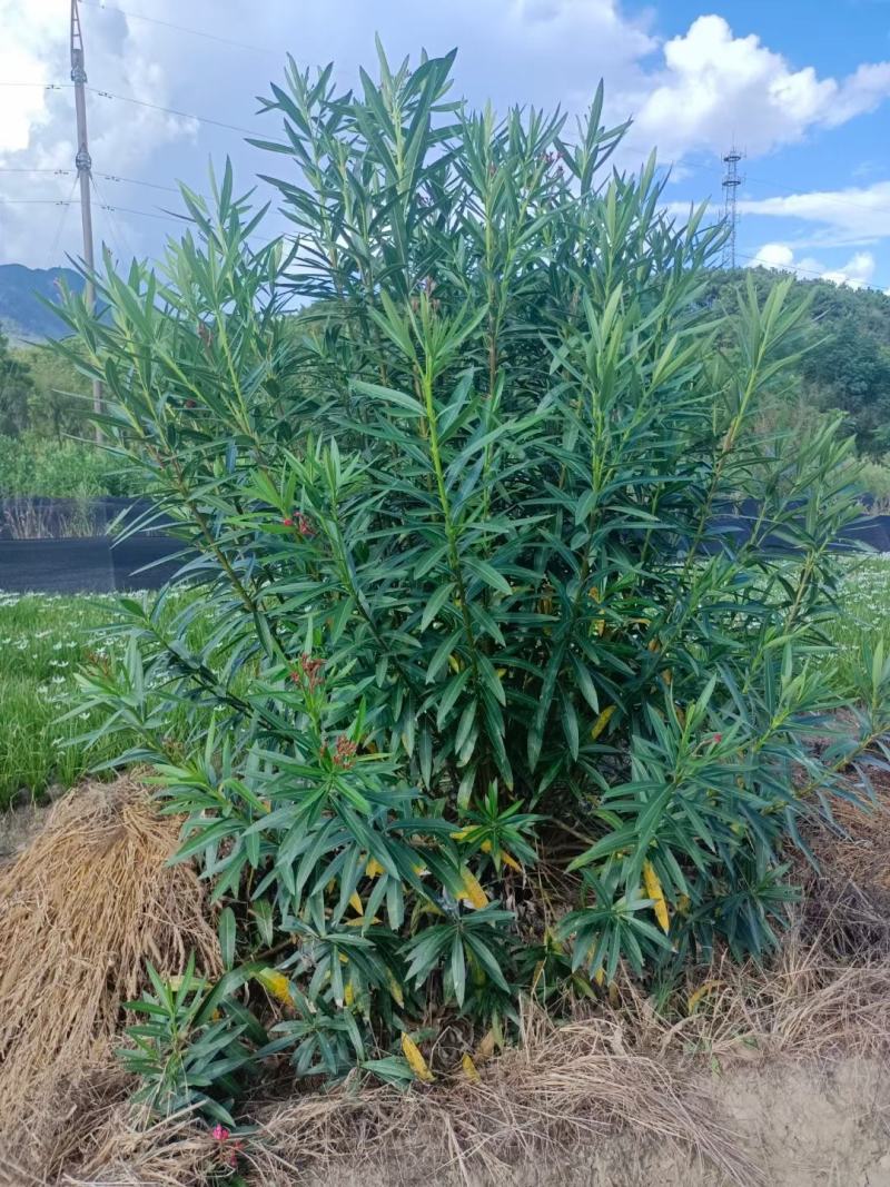 湖南夹竹桃苗，夹竹桃苗，夹竹桃，