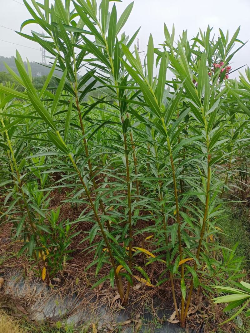湖南夹竹桃苗，夹竹桃苗，夹竹桃，